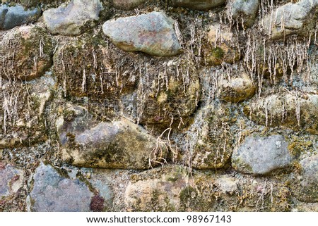 Dirty stone wall with tree root and lichen in forest