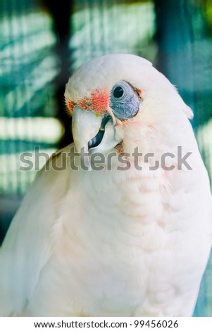 White cockatoo with  blue eye sockets