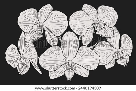 An original illustration of an orchid flower in a vintage woodcut etching style