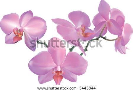 Beautiful Orchid.  Photorealistic illustration of a beautiful moth orchid. Created with meshes.