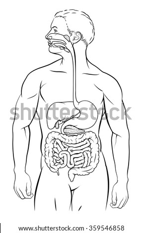 Human Digestive System, Digestive Tract Or Alimentary Canal Black And ...