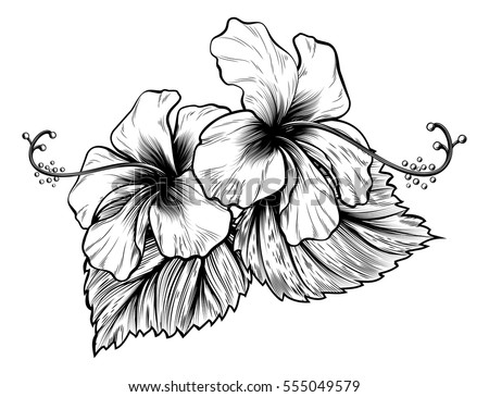 Hawaiian Flower Drawing 