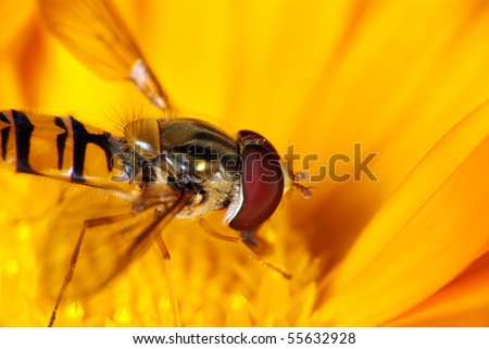 Hover fly on the yellow flower