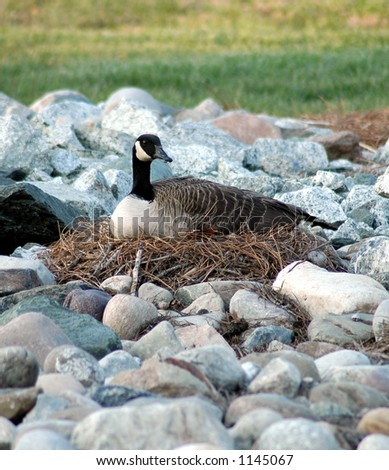 Canadian Goose lying on a nest giving birth
