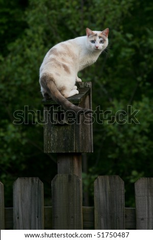 Cat Perched on a Bird House
