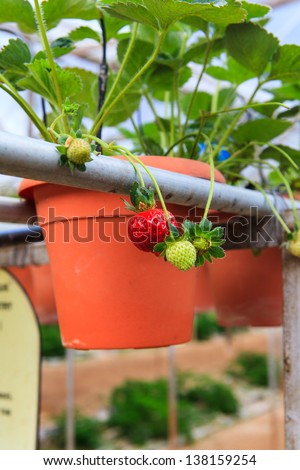 Strawberries in a strawberry farm Cameron Highlands Malaysia