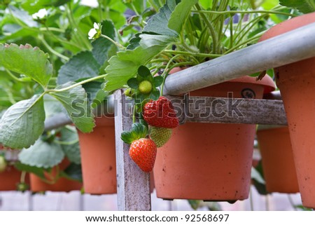 Strawberries with shallow depth of field in a strawberry farm in Cameron Highlands Malaysia