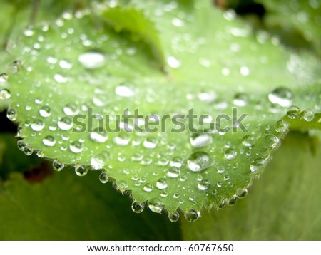 Lady\'s Mantle (Alchemilla) plant with water drops