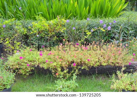 purslane flowers as ornamental crops in tropical garden