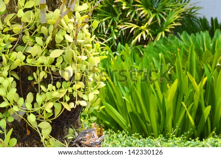 dave ornamental plant in tropical garden