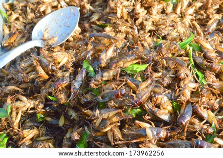 fried Gryllidae crickets creative food