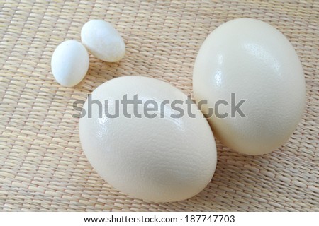ostrich eggs and duck eggs to compare the size