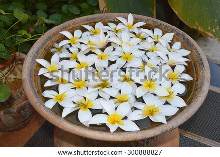 beautiful plumeria flowers in holy water pot