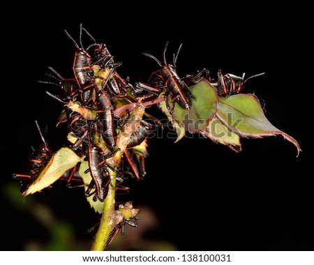 Baby small young Eastern Lubber Texas Grasshopper eating rose bush isolated garden