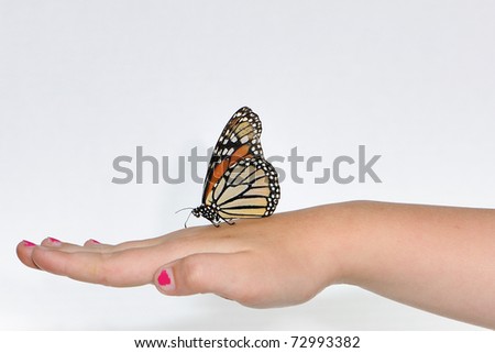 Monarch Butterfly child hand white background