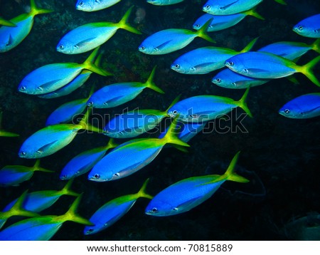 School of colorful fish at sipadan national park, Malaysia.