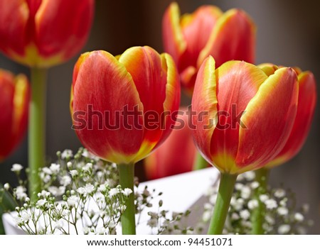 Bouquet Of Red & Yellow Tulips With White Holiday Greeting Card & Baby\'s Breath Flowers