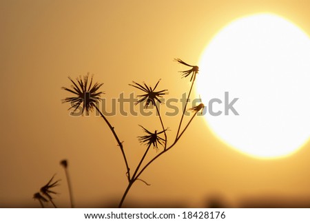 Warm image of the rising sun with dry grass weed silhouette
