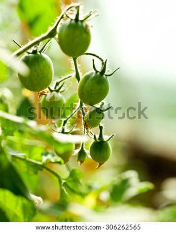 Tomatoes in the greenhouse with the ripening fruits. The reddening tomatoes on a branch.