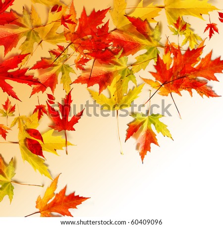 Colorfull autumn leaves isolated on the white background