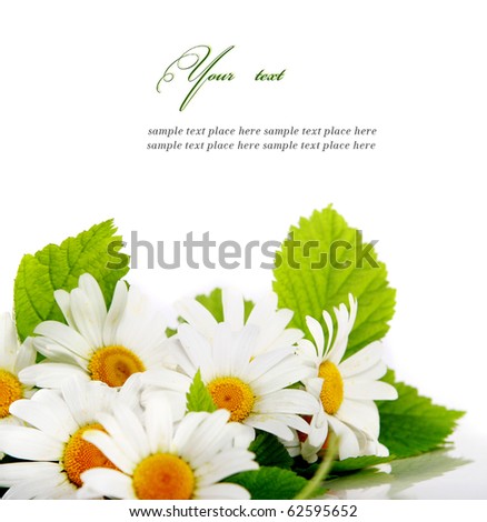 Daisy flowers in white background (selective DOF)