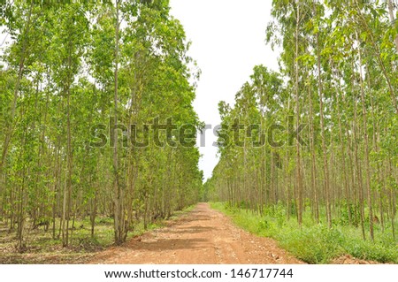 The eucalyptus forest
