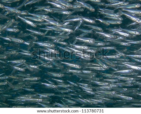 A shoal of silver fish in shallow water