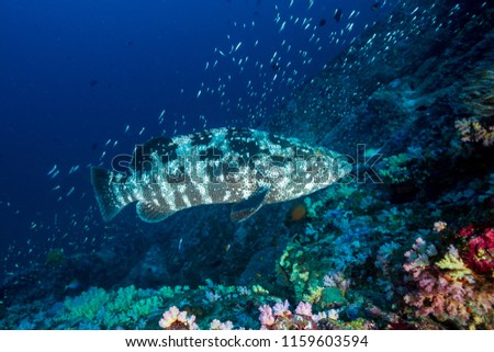 The Brown Marbled Grouper Whats That Fish