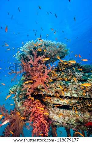 Tropical fish, hard and soft corals colonise an underwater man made pipe