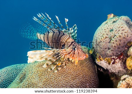 Lionfish sits on top of a brain coral on a tropical reef