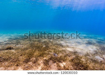 Sunrays illuminate a seagrass and sand bottom underwater
