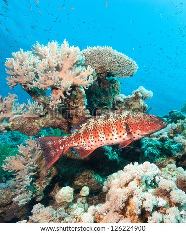 A Coral Grouper and other tropical fish swim around a coral reef