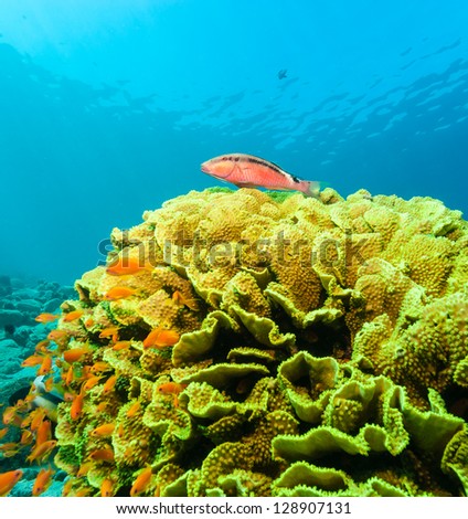 A single Goatfish sits on top of a large green Salad Coral