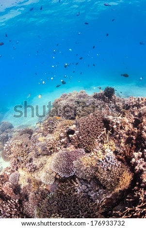 Hard corals and tropical fish on a warm water reef