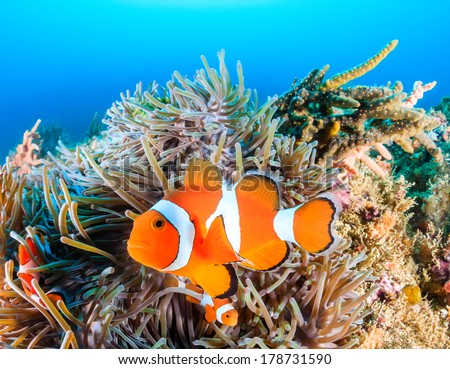 Clownfish swim around their host anemone with blue water behind