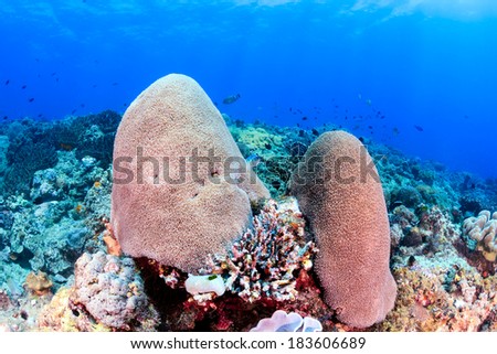 Two fingers of coral an a tropical underwater reef