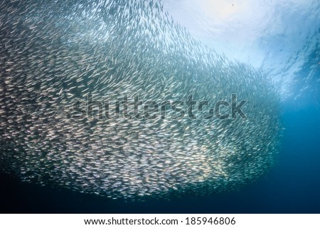 Tens of thousands of Sardines in a bait ball in the ocean