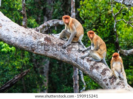 Family of Proboscis Monkeys in a tree