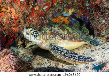 Green Sea Turtle posing for the camera