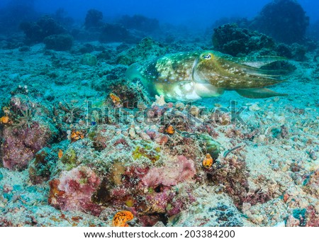 Hooded Cuttlefish swimming over a broken coral sea bed