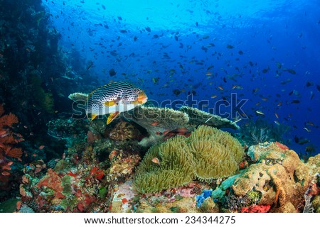 Oriental Sweetlips swimming across a healthy, thriving, colorful tropical coral reef