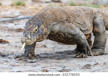 Komodo Dragon, tongue extended and saliva dripping from its mouth in the Komodo region