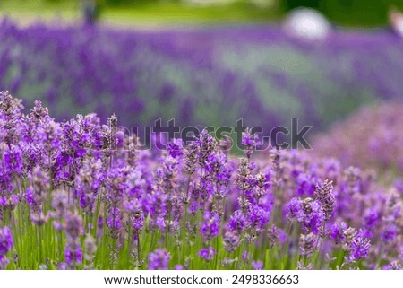 Similar – Image, Stock Photo Landscape with lavender in summer and blur background