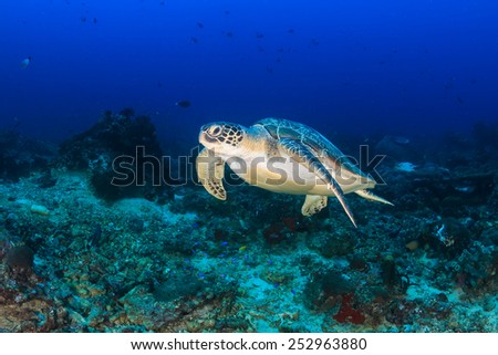 A Green Turtle swimming above a deep, tropical coral reef
