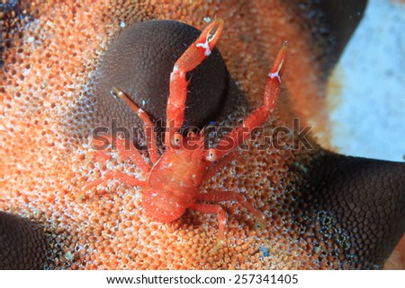 A tiny hairy squat lobster on the back of a starfish