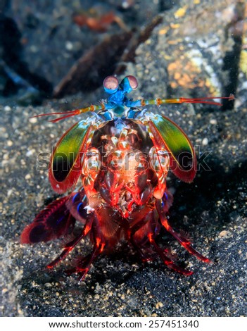 Vividly colored Peacock Mantis Shrimp on a black sandy seabed