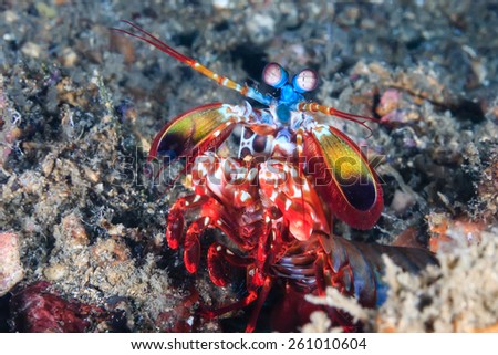 Peacock Mantis Shrimp on the seabed