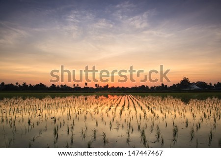 Twilight sunset background over green rice farm landscape