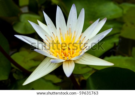 white water lily isolated