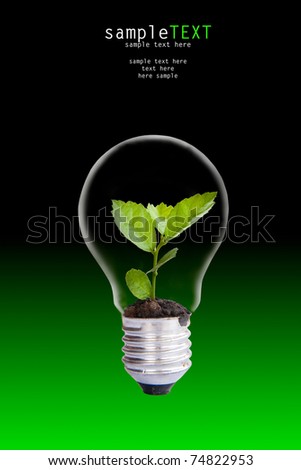 Green plant grow up through light bulb
